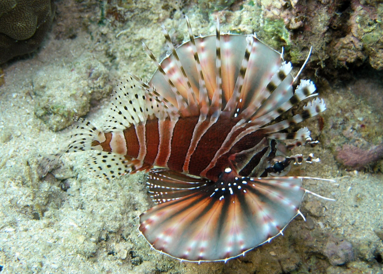 Dendrochirus zebra (Pesce leone zebrato)